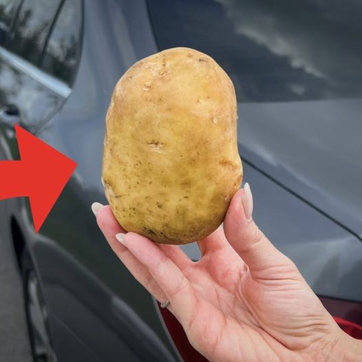 Only 1 Potato in the Car Can Save Your Life – Here’s Why!