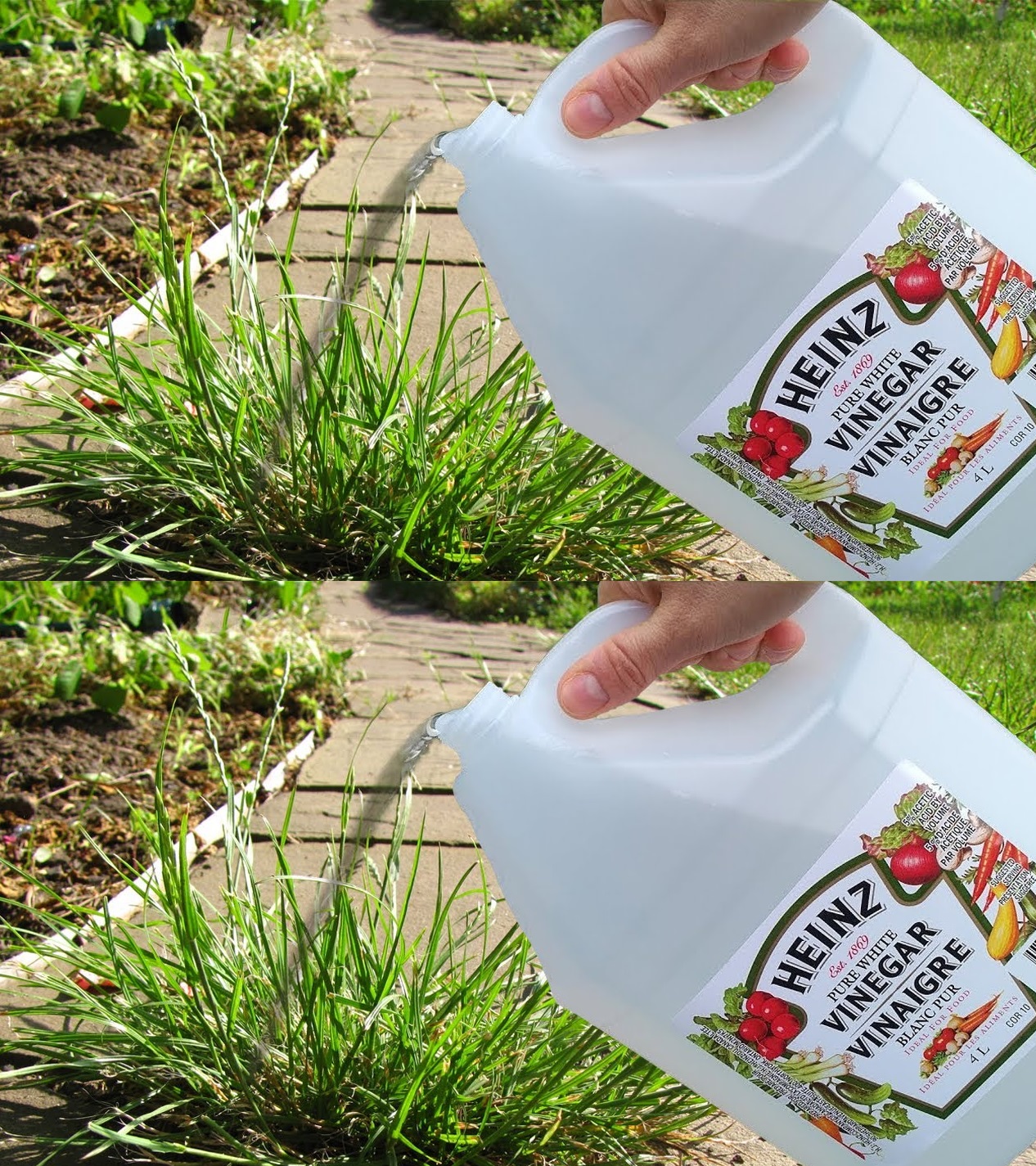 Find out how vinegar can transform your garden: 18 practical uses for your vegetable garden