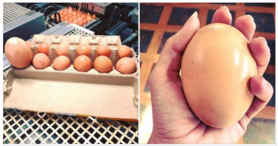 Farmer Discovers Giant Egg with an Even More Baffling Surprise Inside