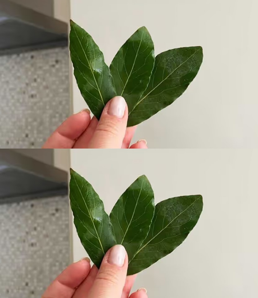 Home Tips: How to Make Your Life Easier with Bay Leaves!