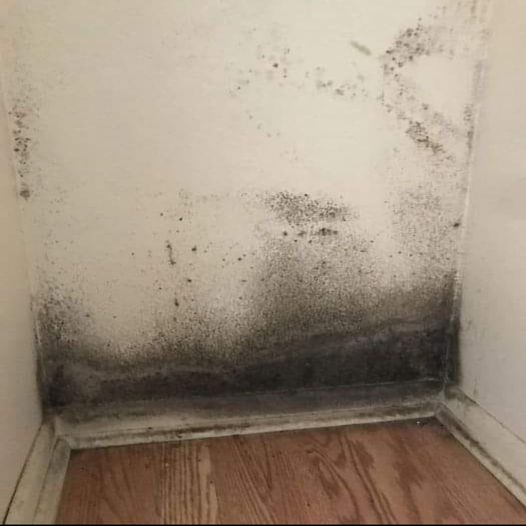 3 Definitive Tips to Remove Mold from Walls in 5 Minutes