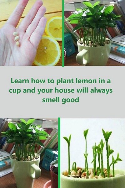 Learn how to plant lemon in a cup and your house will always smell good