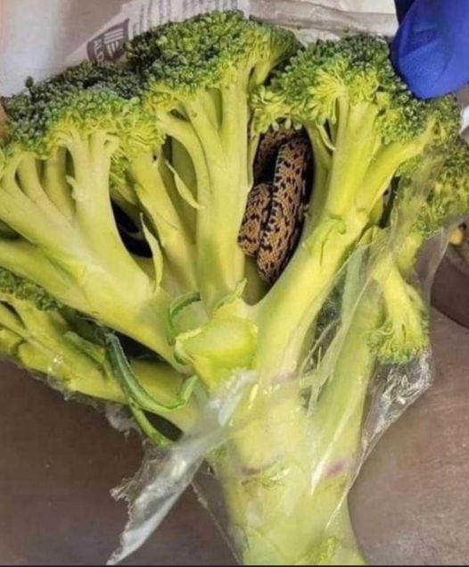 Man is Horrified to Find a Ladder Snake Inside a Bag of Broccoli He Purchased From