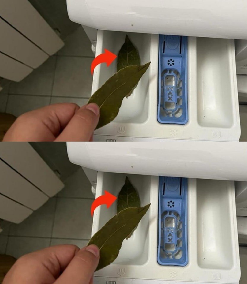 Bay leaves in the washing machine: the result will leave you speechless