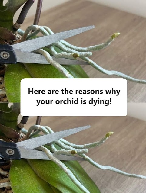 Here are the reasons why your orchid is dying!