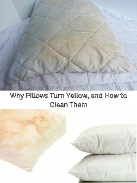 Here’s how to clean dirty bed pillows to leave them white and smelling sweet.