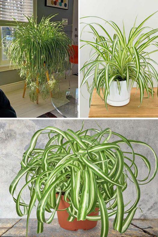 How to Grow and Care for Spider Plant