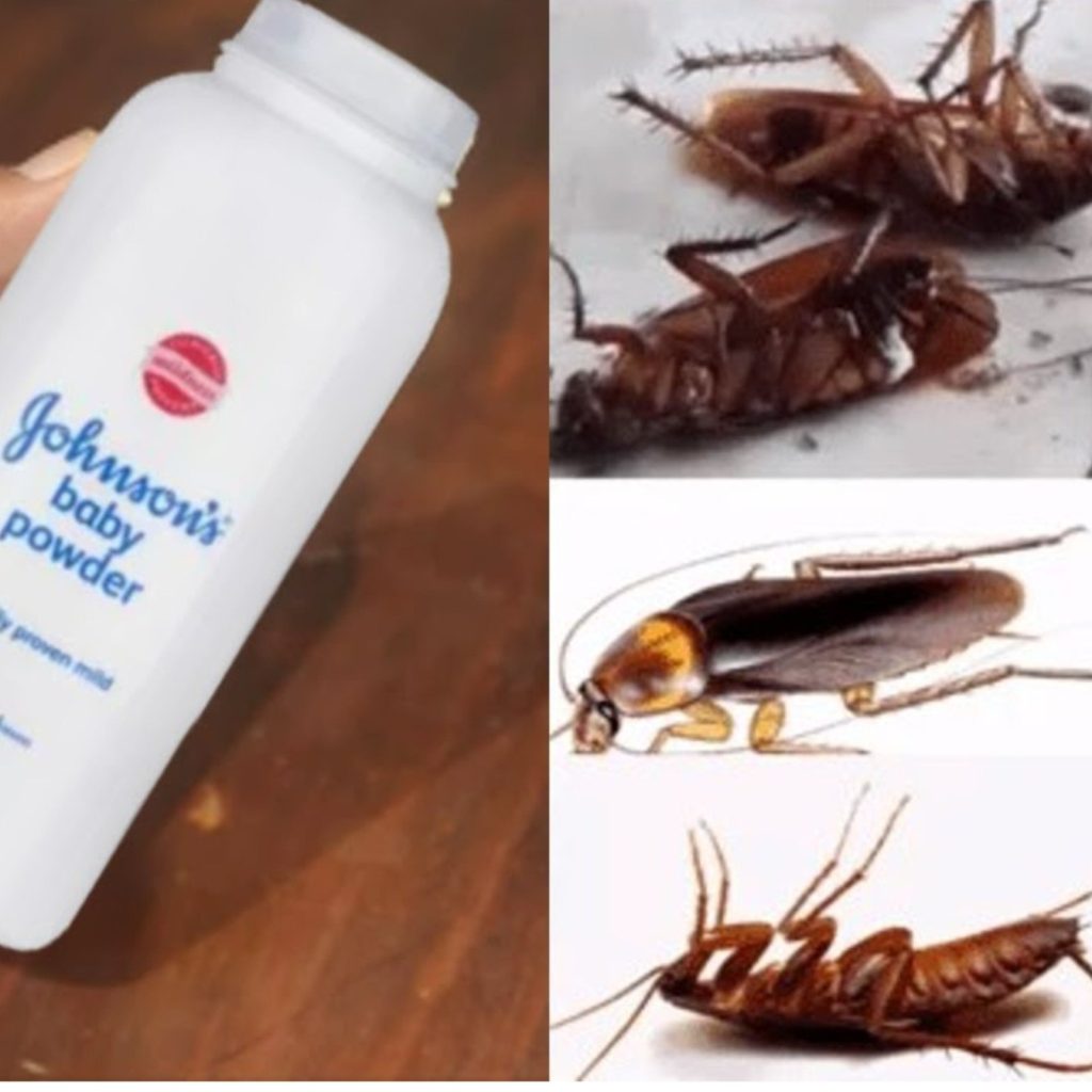 Easy Way to Keep Cockroaches Away: Only 2 Ingredients!