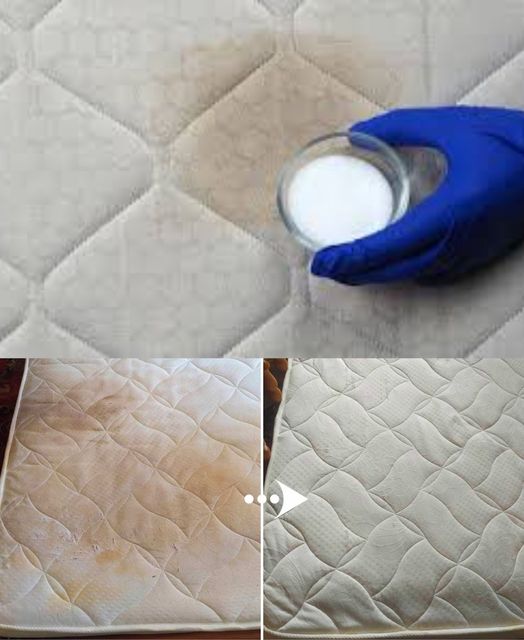 How to Clean a Dirty Toilet and Remove Urine Smell from Couch, Mattress and Bathroom