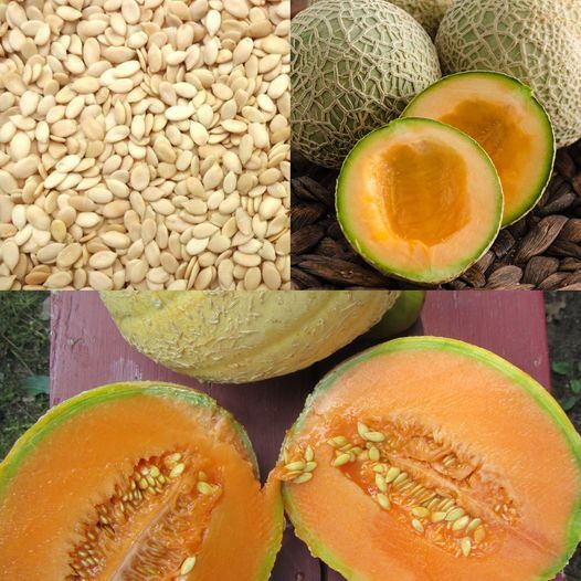 Discover the Amazing Benefits of Melon Seeds