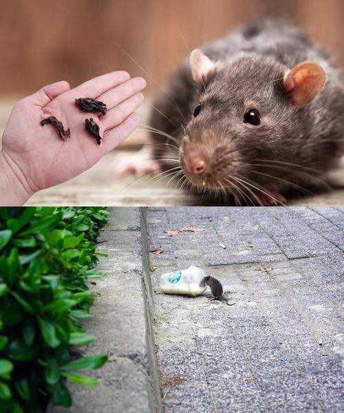 A few drops are enough to make mice and rats disappear forever: they are no longer in the house, in the basement or in the garage!