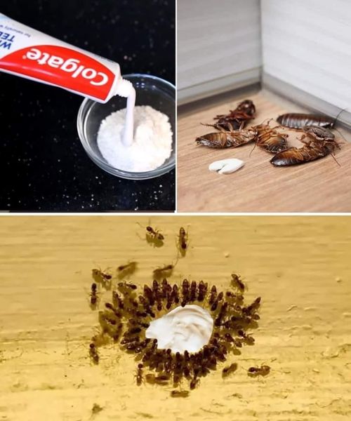 A toothpaste trick that can permanently eliminate ants and mites in your home: This is how it’s used, and it’s the most potent.