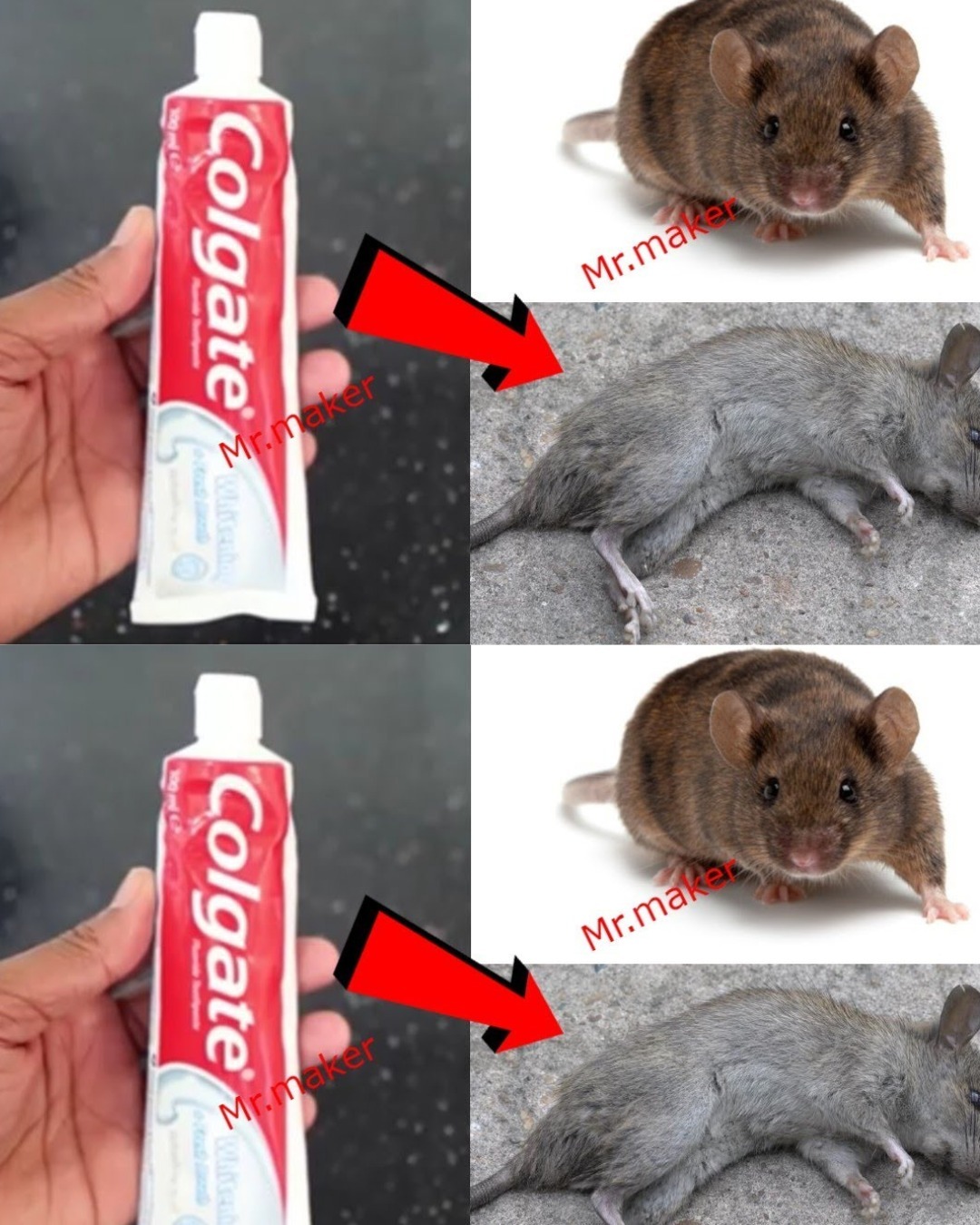 Search Results for: Rat Removal with Toothpaste: A Fast and Effective