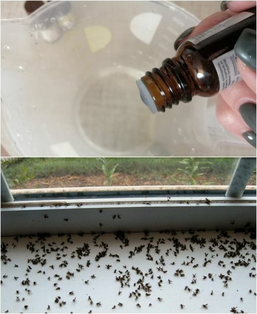 I have forever forgotten what flies, mosquitoes and midges are in the house: let’s get rid of them once and for all