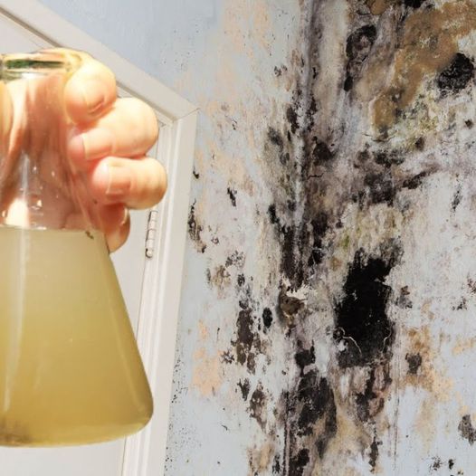 The Power of Tea Tree Oil: Just One Drop to Combat Wall Mold