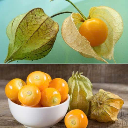 10 Amazing Benefits of Goldenberry (Uchuva): Discover the Nutritional Power of this Superfruit