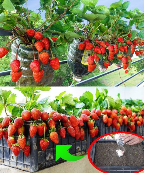 The Farmer’s Trick to Keep Strawberries Fresh for 2 Full Years