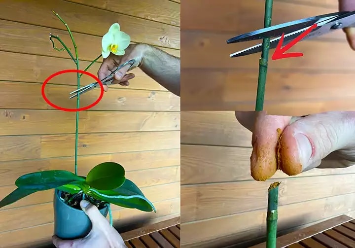 How to grow orchids. Discover the steaming method and learn how garlic can help you with it