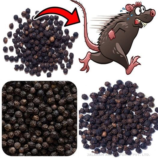 Black Pepper: A Simple Solution to Keep Mice & Rats Away