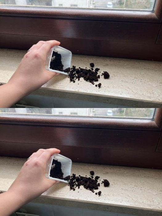 Coffee grounds on the windowsill: solves a very common problem