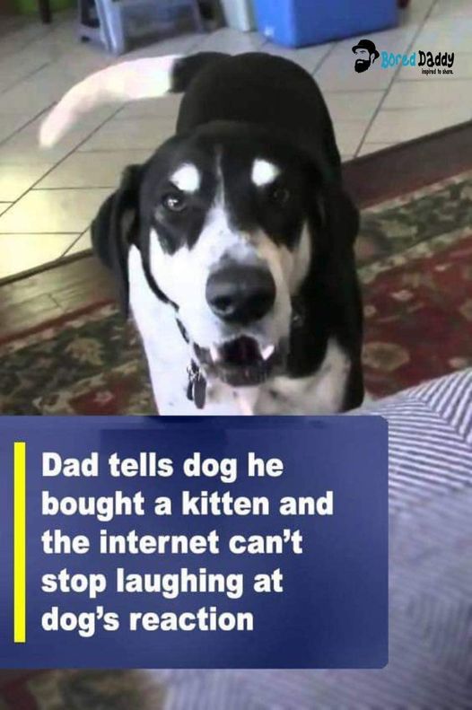 Father informs the dog that he has adopted a kitten, and people on the internet find the dog’s response very amusing.