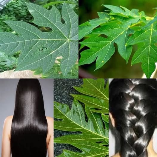 Turn White Hair to Black Hair Naturally and Grow Long Hair with Papaya Leaves Overnight