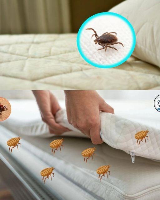 How to clean your mattress and pillow to avoid dust mites, sleep well and take care of your health