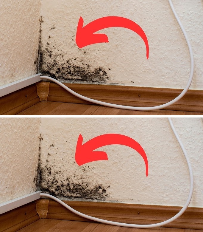 Homemade Remedy to Get Rid of Moisture and Mold in Your Home