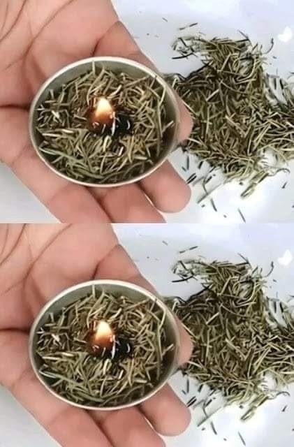 Burn Rosemary at Home: Surprising What Happens a Few Minutes Later