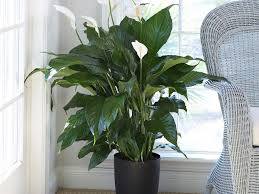 Peace Lily Care Tips: