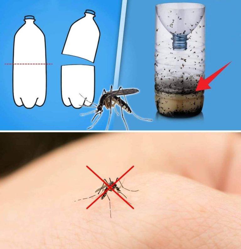 You can set up the homemade mosquito trap anywhere