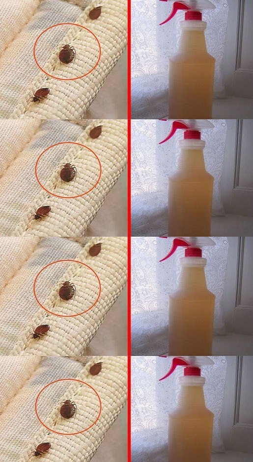 The 6 Most Effective Remedies Against Bed Bugs at Home