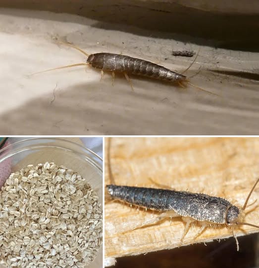 Tricks to Eliminate Silverfish from Your Homes Forever