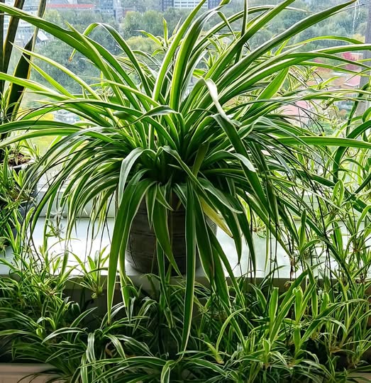 The most durable purifying plant for interiors