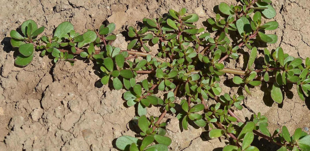 Purslane: Many people think it’s just a weed, I’ll show you how my grandmother used it!