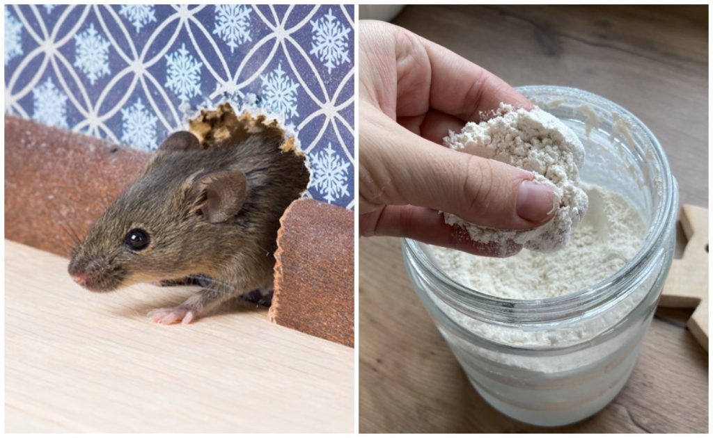 No more problems with rats and mice: here’s how to get rid of them with regular TOOTHPASTE!