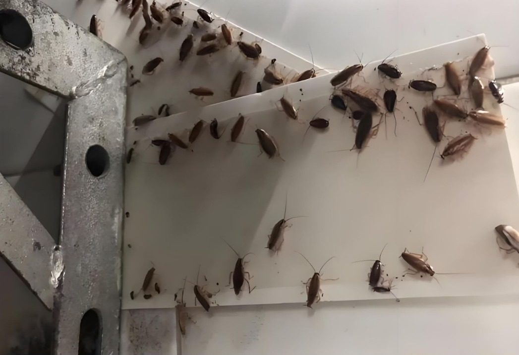 Say farewell to cockroaches in the kitchen: a foolproof method that stops them in their tracks