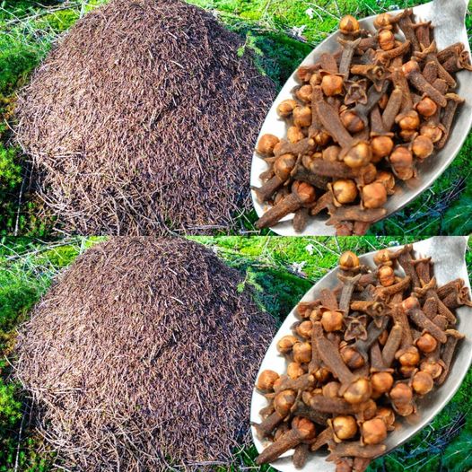 Banish Ants from Your Garden Forever: The 50-Year Clove Solution