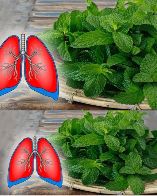 6 Lung-Cleansing Plants to Combat Asthma and Respiratory Issues