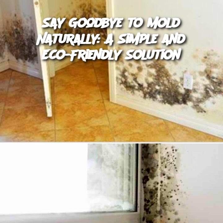 Say Goodbye to Mold Naturally: A Simple and Eco-Friendly Solution