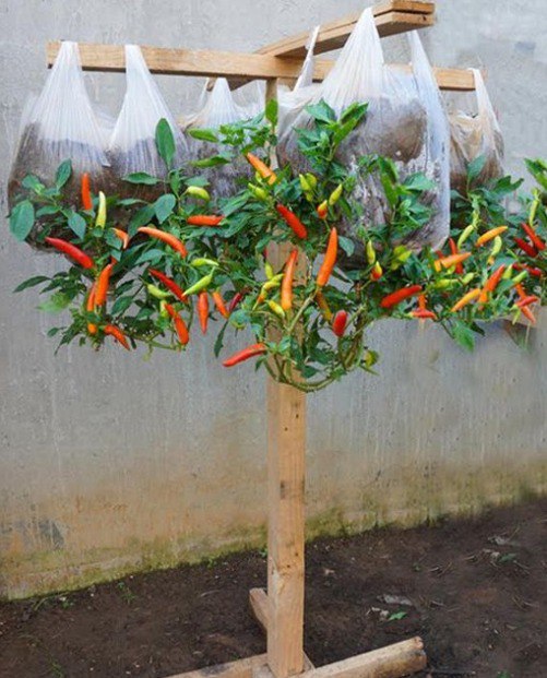 Hanging Plastic Bags for Pepper Growing: A Space-Saving Gardening Solution