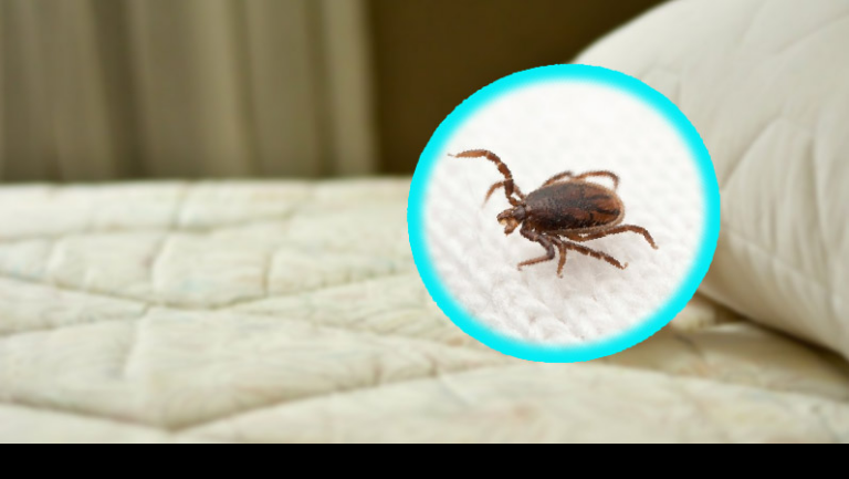 Is your mattress full of mites? Here’s a grandmother’s trick to get rid of them forever!