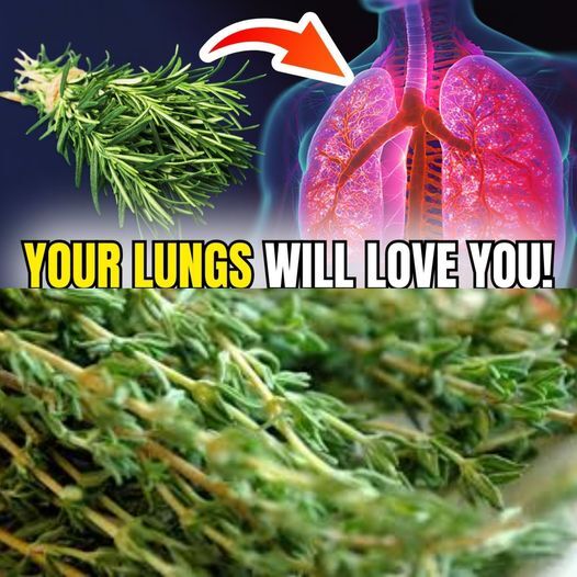 Breathe Freely Again: The Lung-Clearing Power of Chewing Rosemary