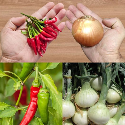 Crafting Your Own Onion and Pepper Mix: A Must-Have Seasoning