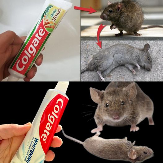 Use Toothpaste to Drive Rodents and Mice Two Kilometers Away from Your Home!