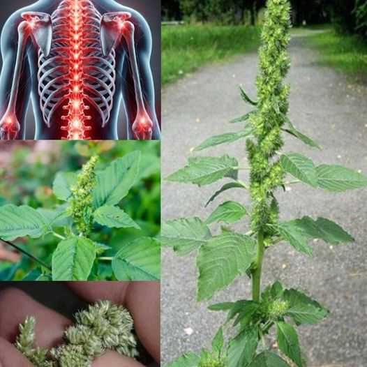 Pigweed: A Nutritional Powerhouse You Shouldn’t Overlook