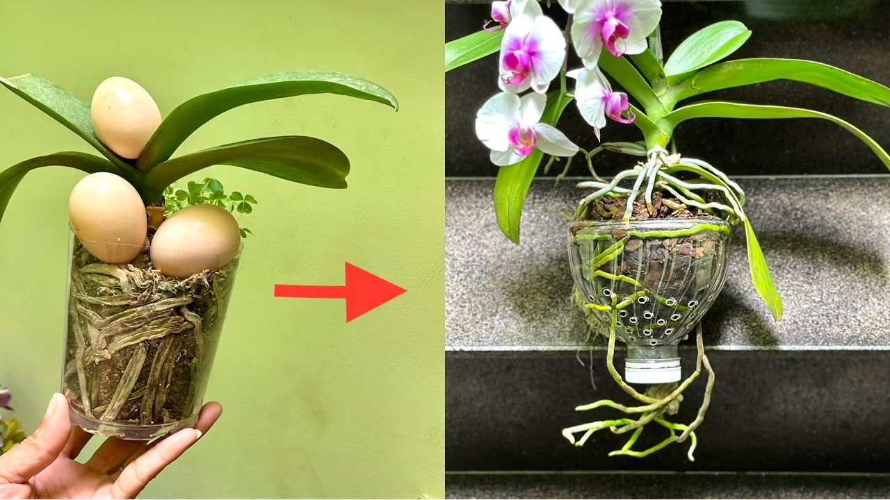 How to feed orchids properly: the eggshell method