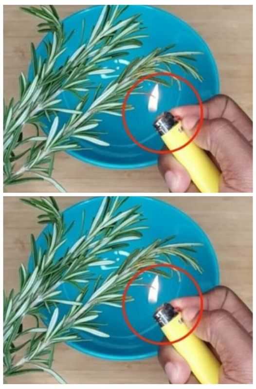 Burn 1 sprig of rosemary at home and see what happens after 10 minutes