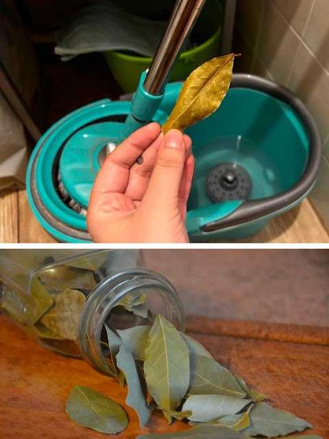 Here’s Why Adding a Bay Leaf to Your Mop Bucket is a Must