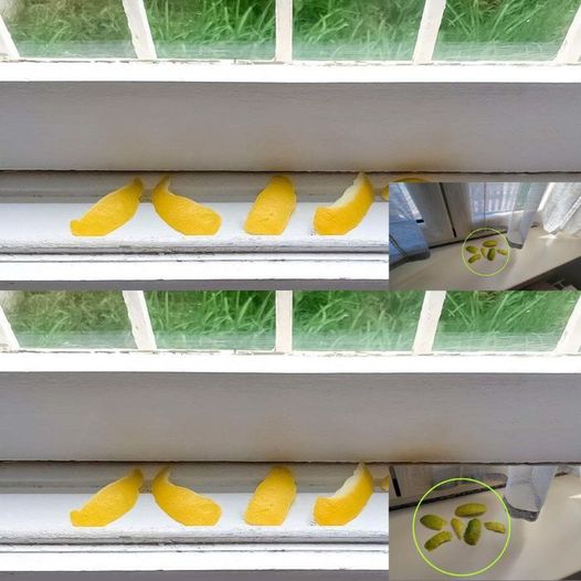 Lemon peels on the windowsill: solve a common problem in the house